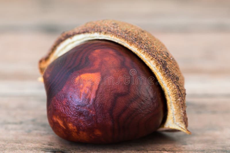 Castanha-de-bico simples com casca. Conkers frescos sobre fundo de madeira foto de stock royalty free