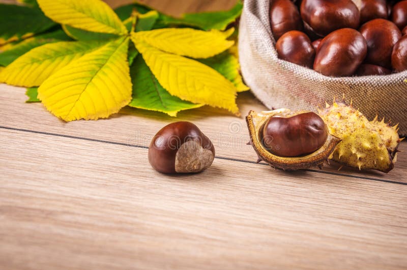 Autumn theme with a horse chestnut leaves. Autumn theme with a horse chestnut leaves.