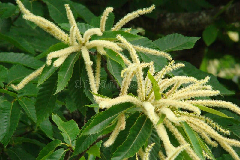 Catkin of sweet chestnut (castanea sativa) in spring. Catkin of sweet chestnut (castanea sativa) in spring