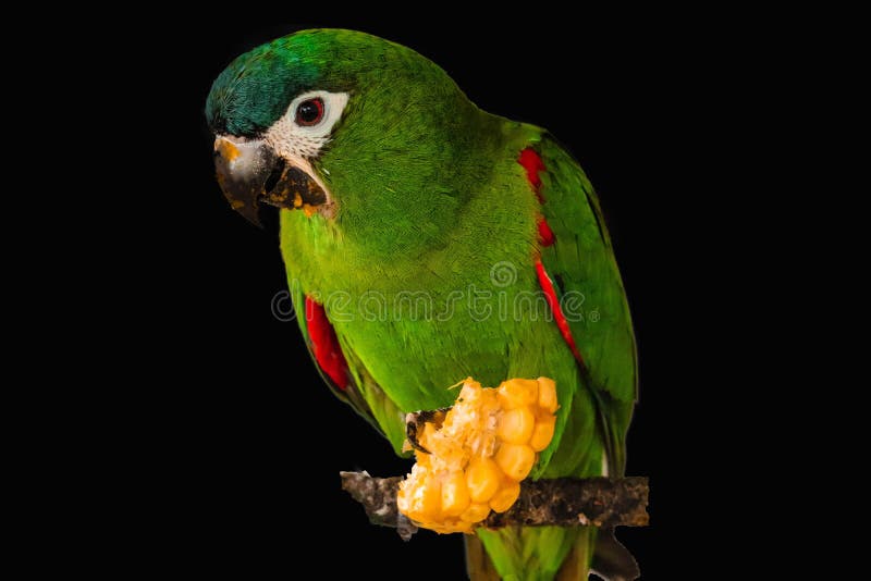 A castanha fronteou a arara isolada imagem de stock royalty free A castanha fronteou a arara isolada imagem de stock royalty free