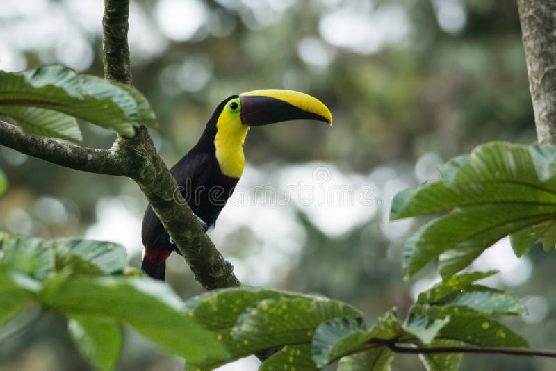 Wild chestnut-mandibled toucan in a rainforest in La Selva Biological reserve, Costa Rica. Wild chestnut-mandibled toucan in a rainforest in La Selva Biological reserve, Costa Rica