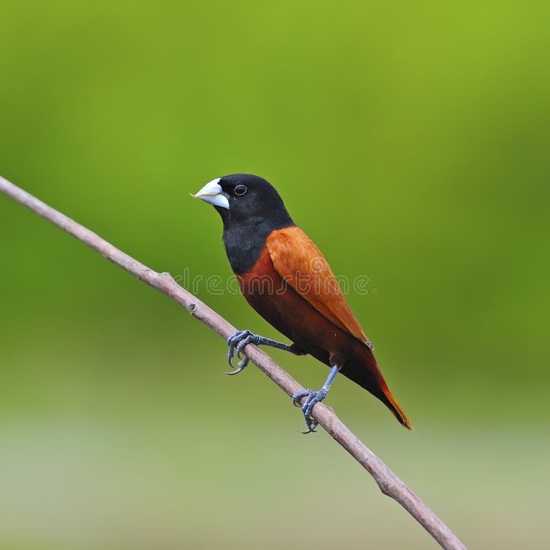 Colorful Bird, Chestnut Munia ( Lonchura atricapilla), perching on a branch, side profile. Colorful Bird, Chestnut Munia ( Lonchura atricapilla), perching on a branch, side profile