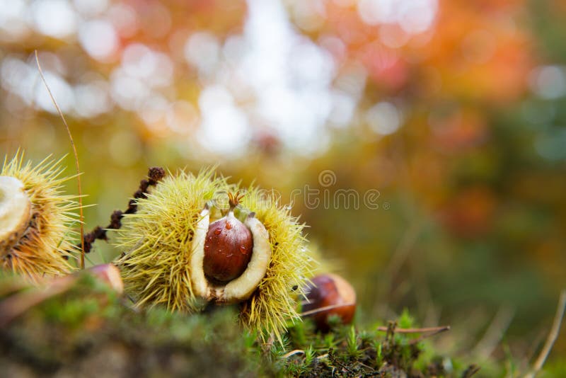 Castanha na floresta do outono fotografia de stock Castanha na floresta do outono fotografia de stock