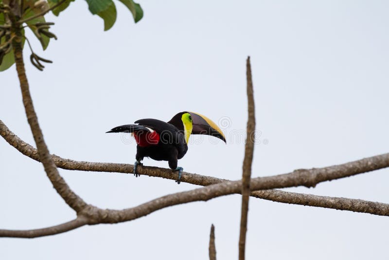 Castaña Mandibled Toucan foto de archivo libre de regalías Castaña Mandibled Toucan foto de archivo libre de regalías