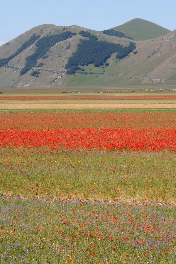 Castelluccio Di Norcia/gekleurde mening royalty-vrije stock afbeelding Castelluccio Di Norcia/gekleurde mening royalty-vrije stock afbeelding