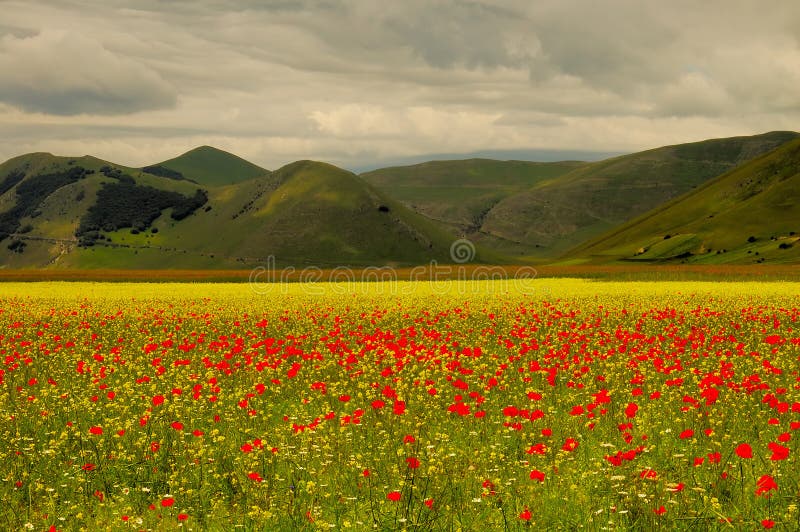 Castelluccio di Norcia meadow