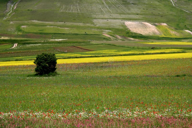 Castelluccio /spring fields