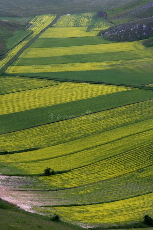 Castelluccio /spring landscape