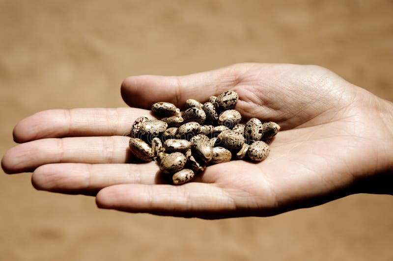 Caster Seeds in palm stock image. Image of triglycerides 14366787