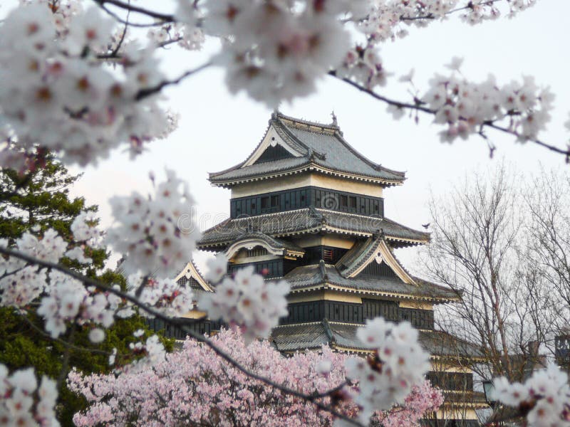 Castillo de Matsumoto durante el flor de cereza (Sakura)