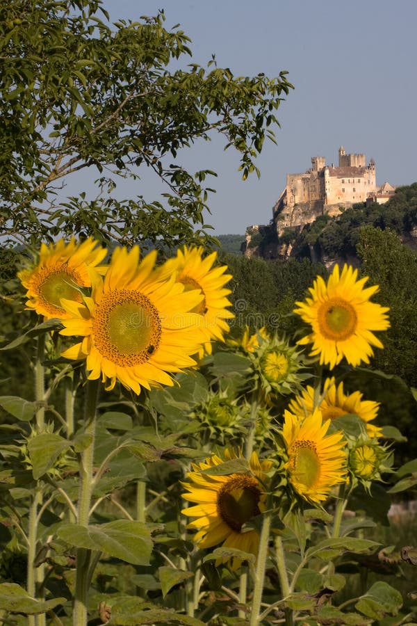 Beynac castle and sunflowers in Perigord, Dordogne region in France. Beynac castle and sunflowers in Perigord, Dordogne region in France