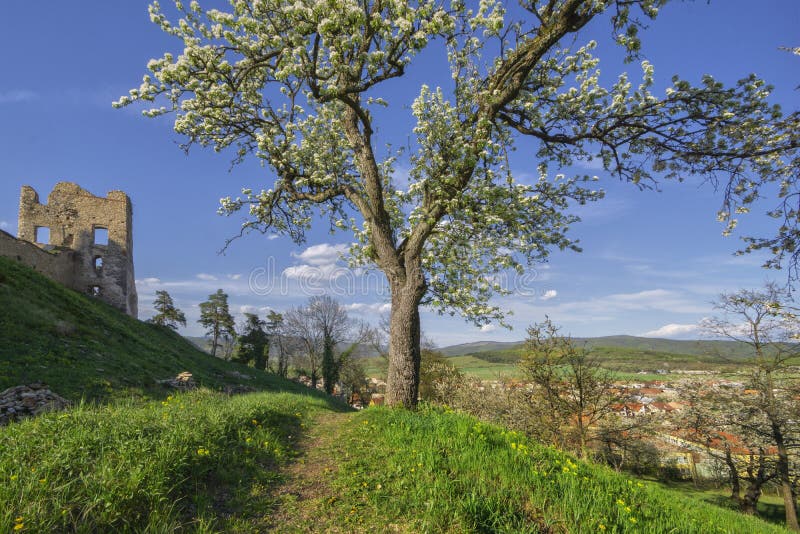 Blossoming cherry trees near the ruins of Divin castle