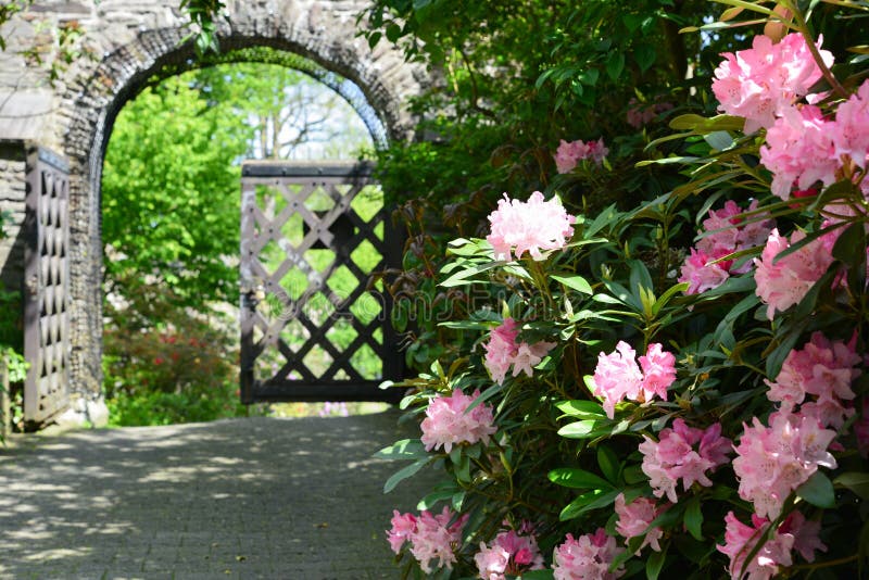 Castle rhododendron