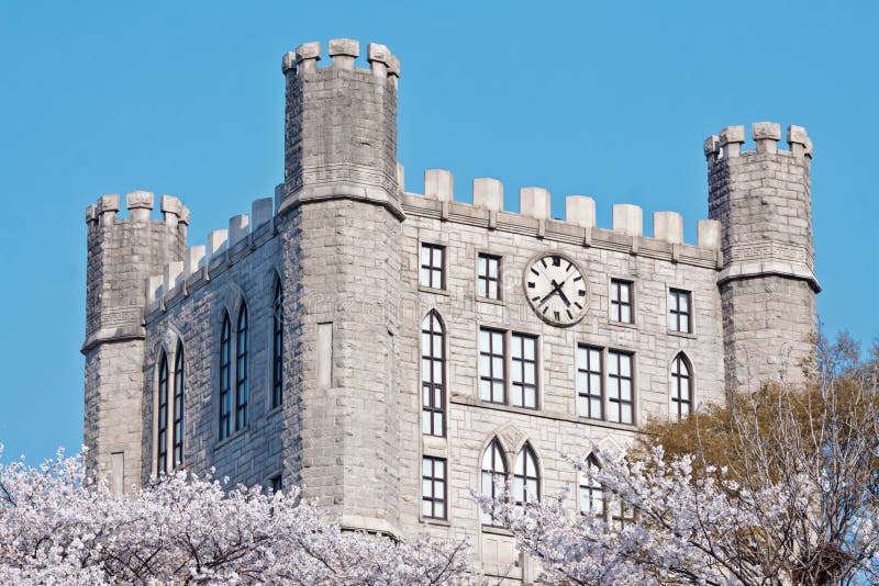 Castle tower with clock over blooming cherry trees