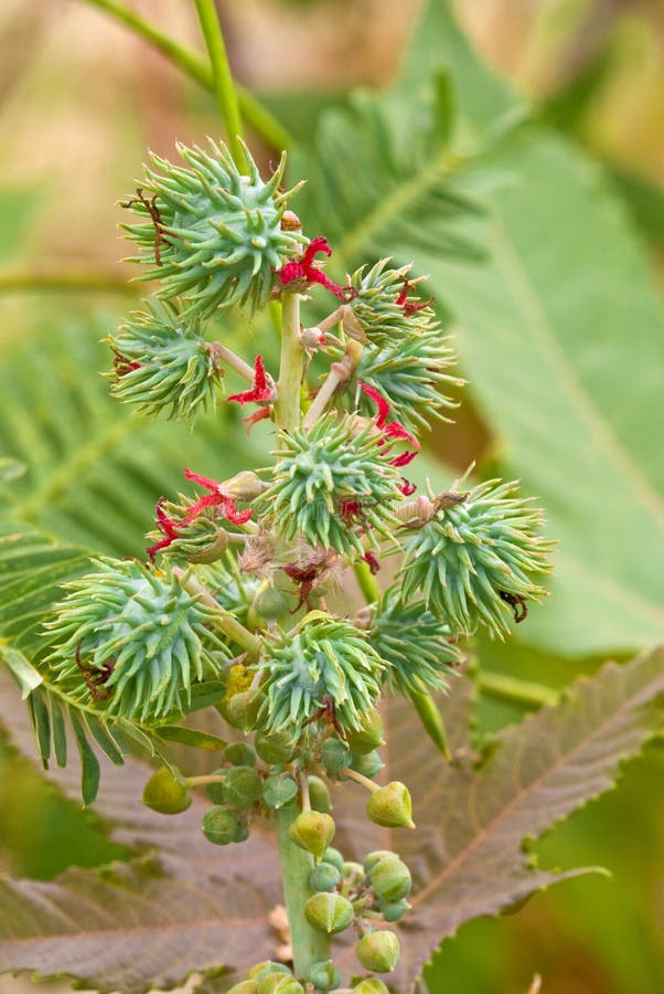 Fruits and flowers of castor bean