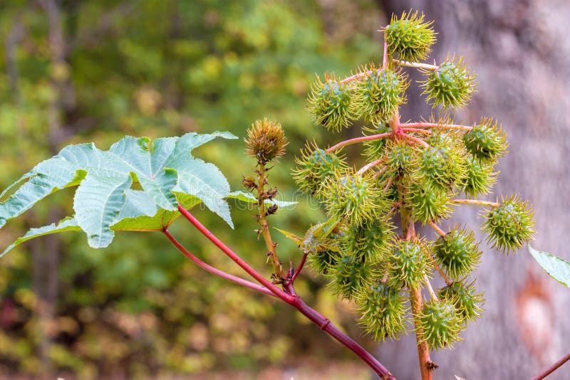 Landscape with castor bean plant closeup