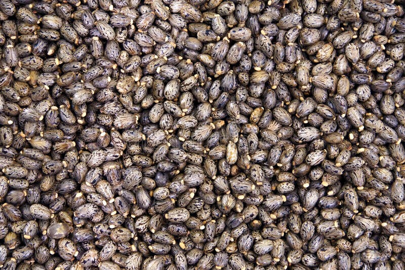 Castor beans stock image