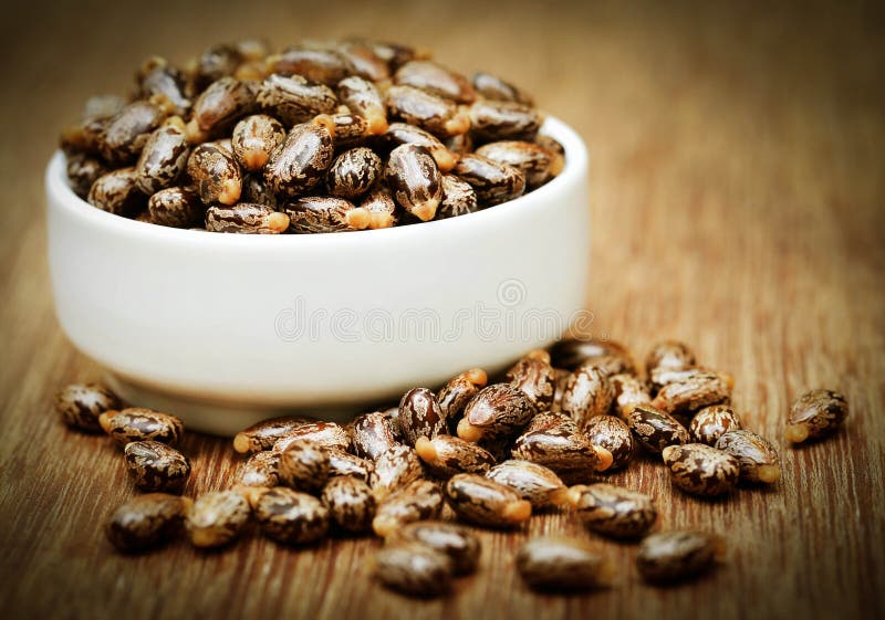 Castor beans in a ceramic bowl stock image