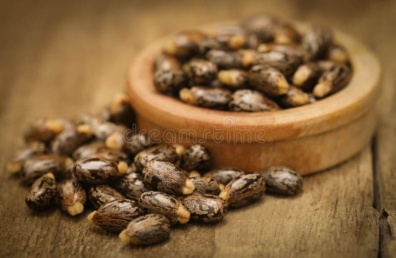 Castor beans stock photos