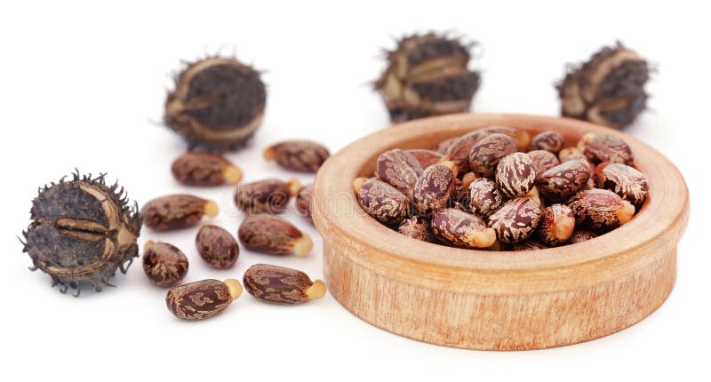 Castor beans royalty free stock photos