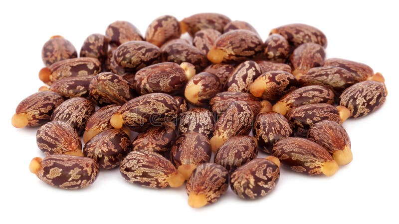 Castor beans over white background