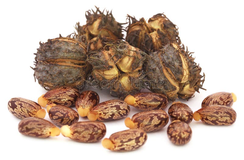 Castor beans stock images