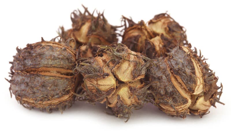 Castor beans stock images