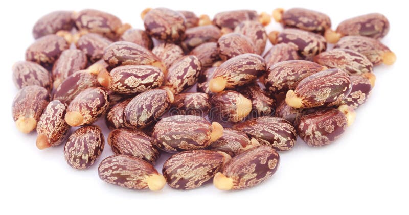 Castor beans stock photography