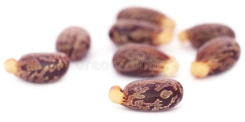 Castor beans stock image