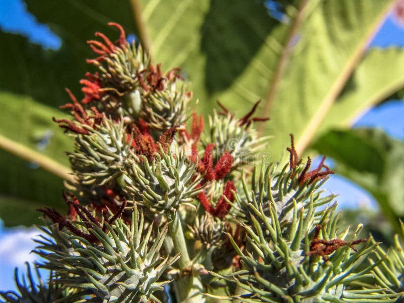 Castor beans plant on field royalty free stock images