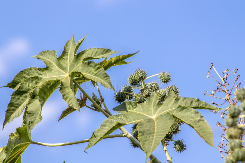 Castor beans plant on field stock image