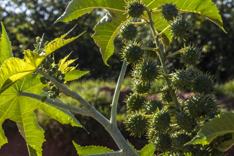 Castor beans plant on field royalty free stock photos