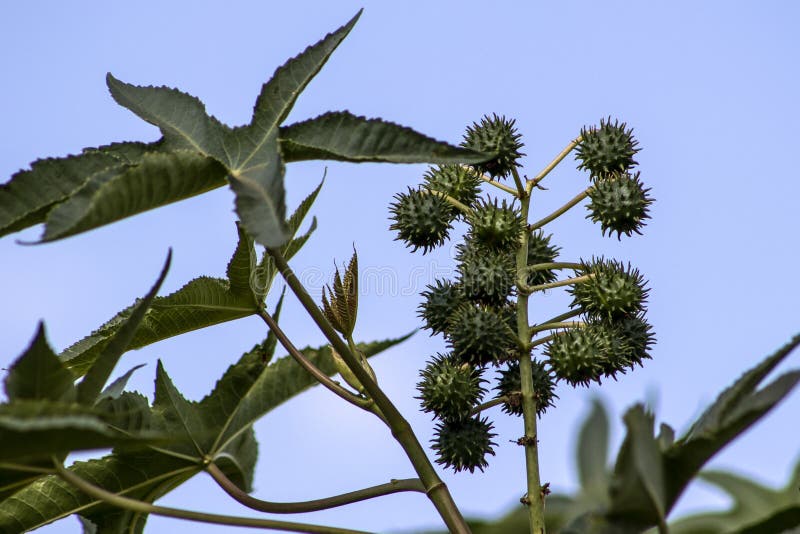 Castor beans plant on field royalty free stock image