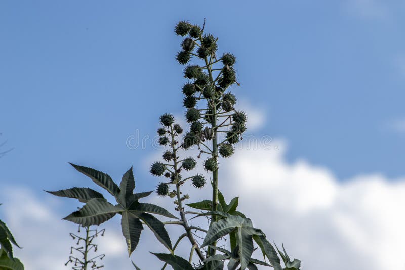 Castor beans plant on field stock image