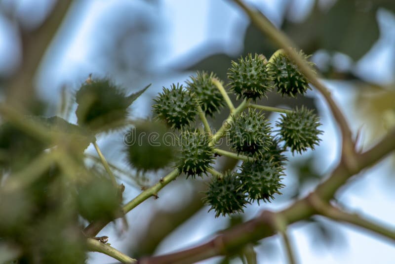 Castor beans plant on field royalty free stock photos