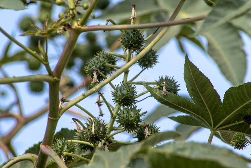 Castor beans plant on field royalty free stock photo