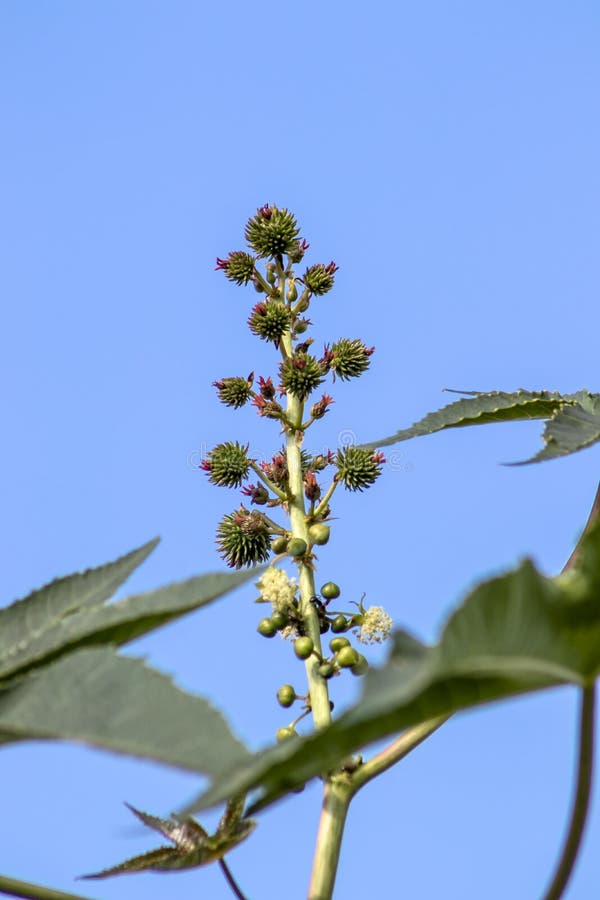 Castor beans plant on field stock photos