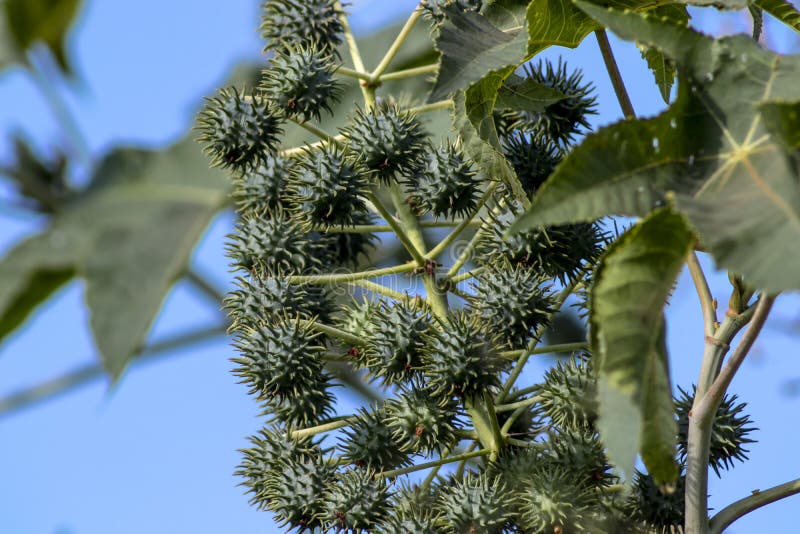 Castor beans plant on field stock photography