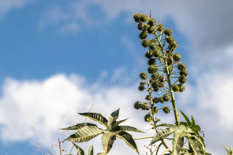Castor beans plant on field stock image