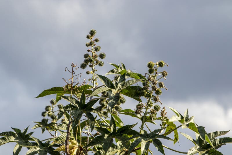 Castor beans plant on field stock photo