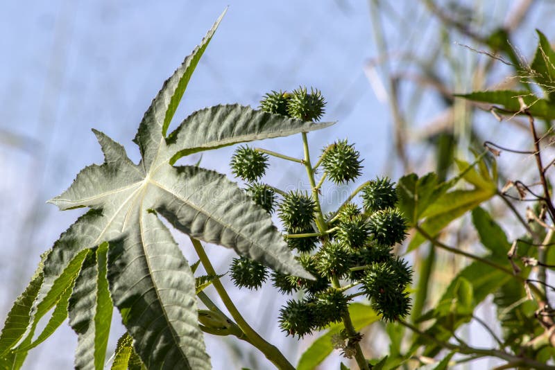 Castor beans plant on field stock photo