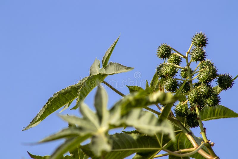 Castor beans plant on field stock photo