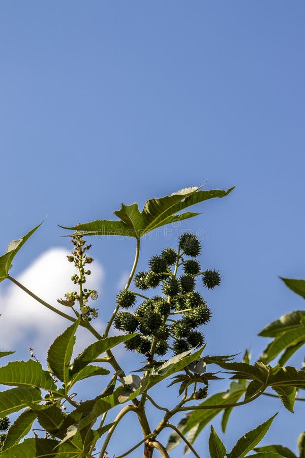 Castor beans plant on field royalty free stock photos