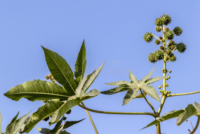 Castor beans plant on field stock photos