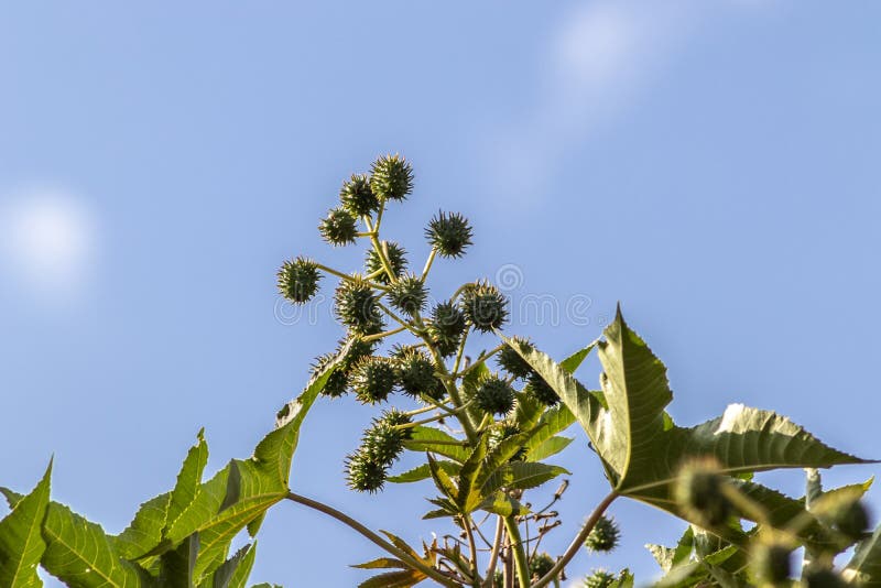 Castor beans plant on field stock photos