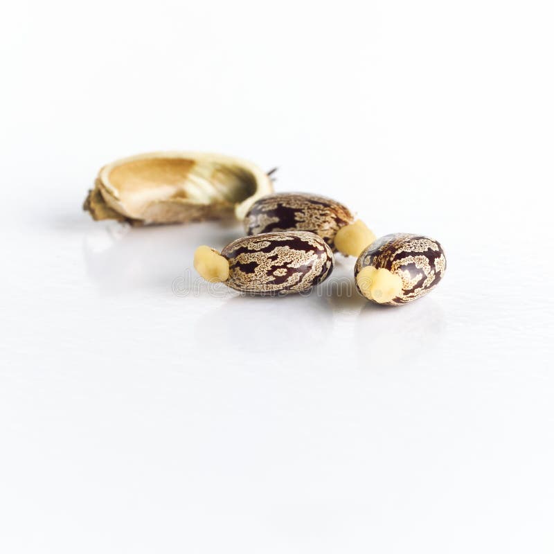 Castor beans seeds on white background