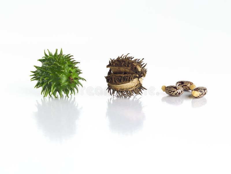 Castor beans set, on white background