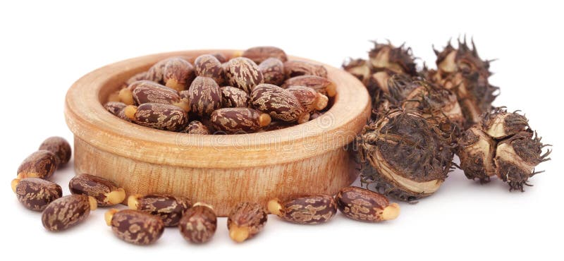 Castor beans stock photos