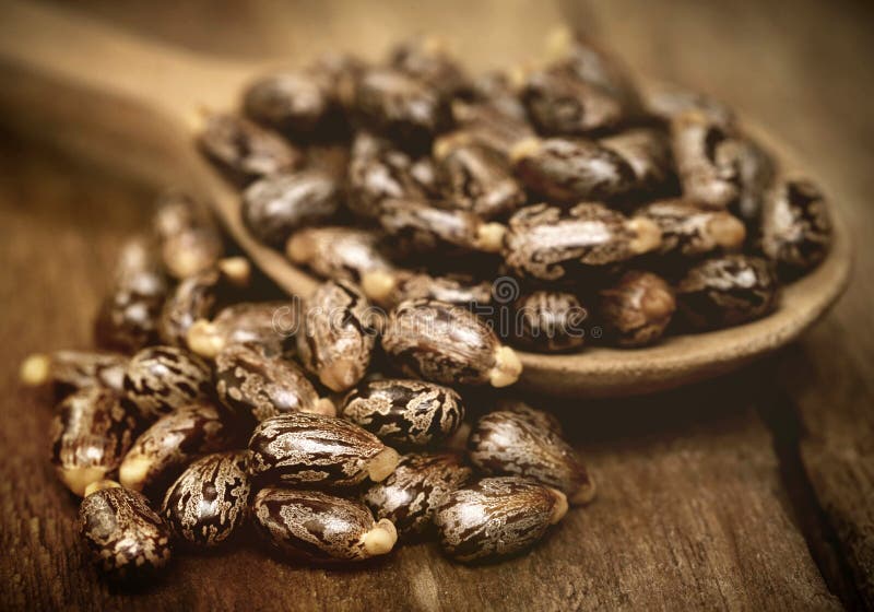 Castor beans in a wooden spoon