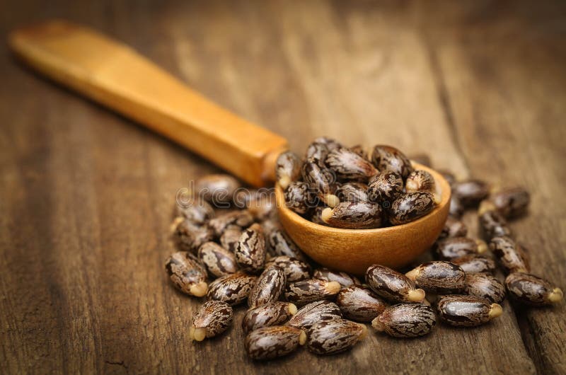 Castor beans stock image